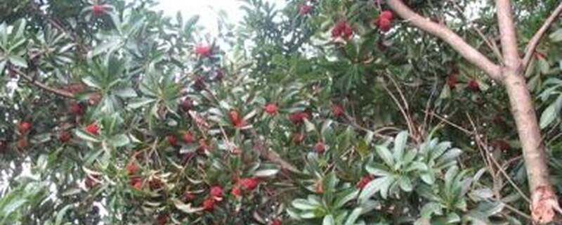 乌梅种几年可以挂果