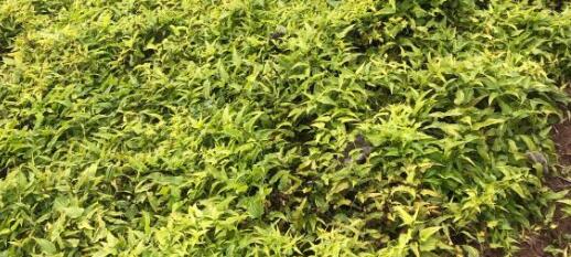 百部种植几年才能收获