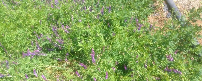 毛苕子种植时间