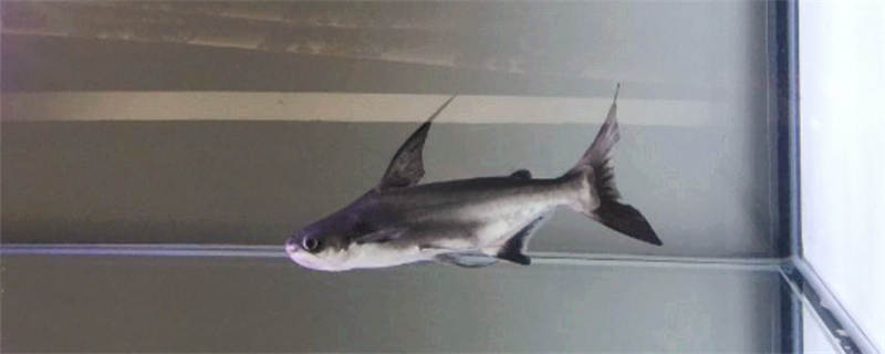 虎头鲨和什么鱼混养