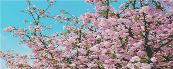 桃树浇水过多会死吗