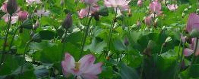 太空莲哪个产量高