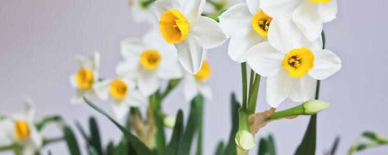 水仙花的特点和特征