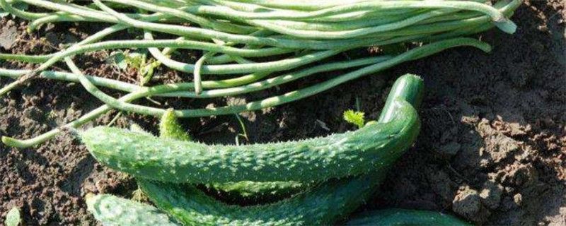 豇豆黄瓜怎么浇水