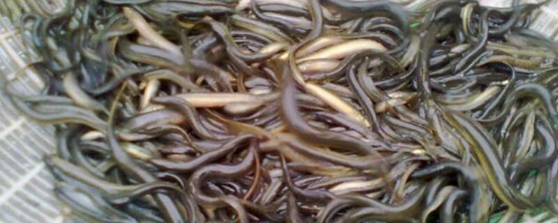 稻田泥鳅养殖技术