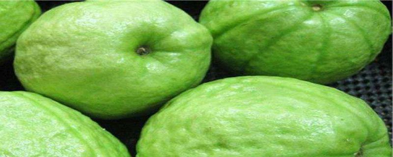 番石榴多久挂果