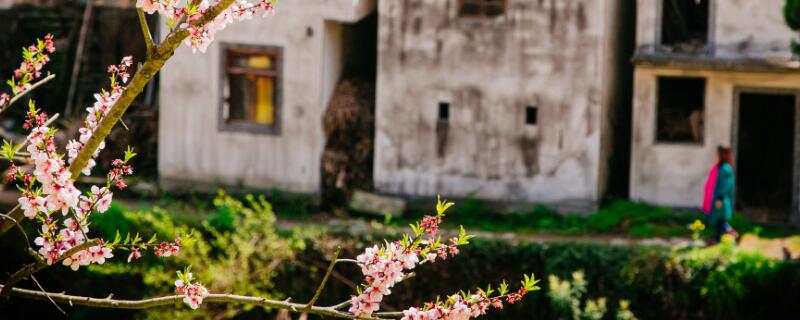 休闲农业的分布特点