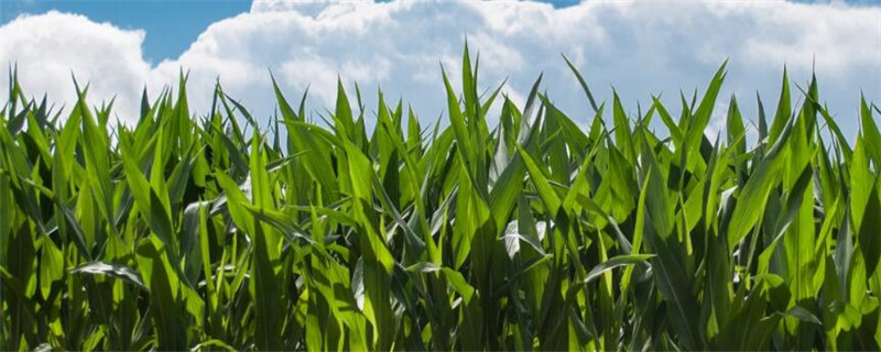 玉米控旺的最佳时期