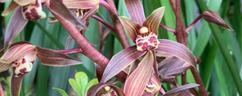 冬天墨兰多久浇一次水