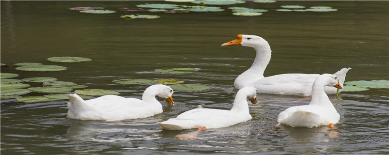鹅怎么过冬