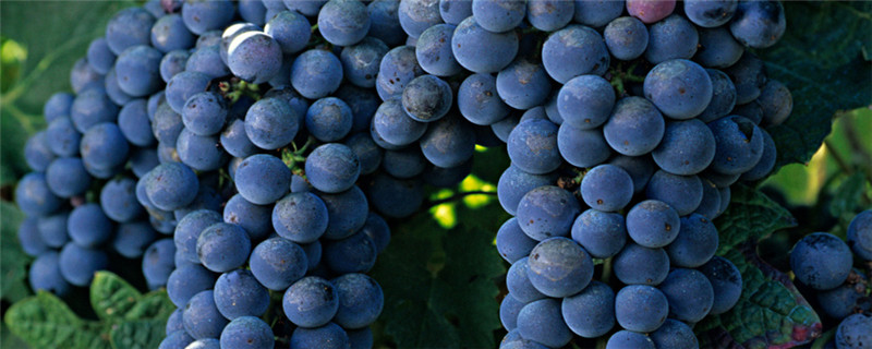 楼顶种植葡萄注意事项