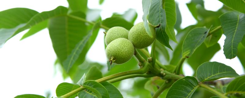 核桃举肢蛾什么时候防治