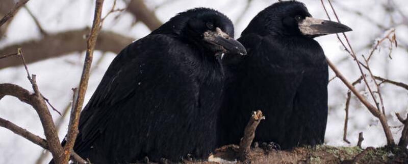 乌鸦会飞吗