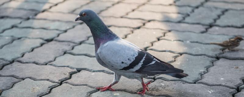 林波尔信鸽的特性