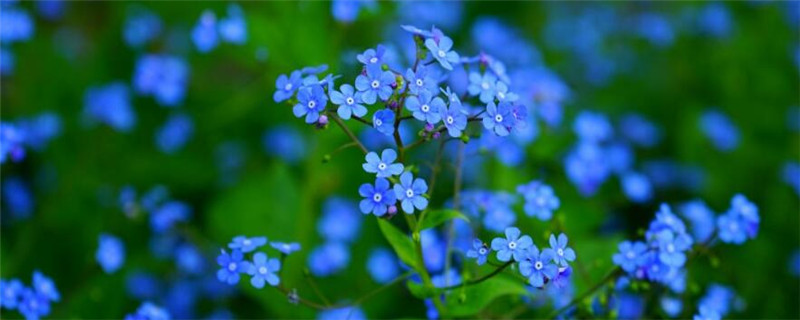 种植勿忘我的注意事项