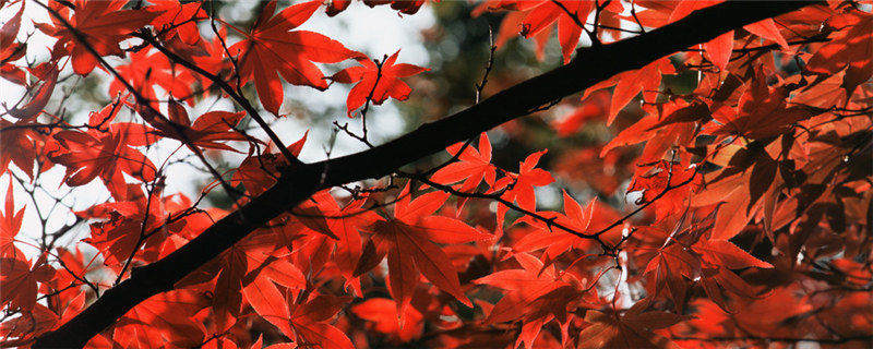 槭树的特点