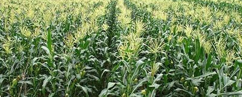 适宜种植玉米气候条件