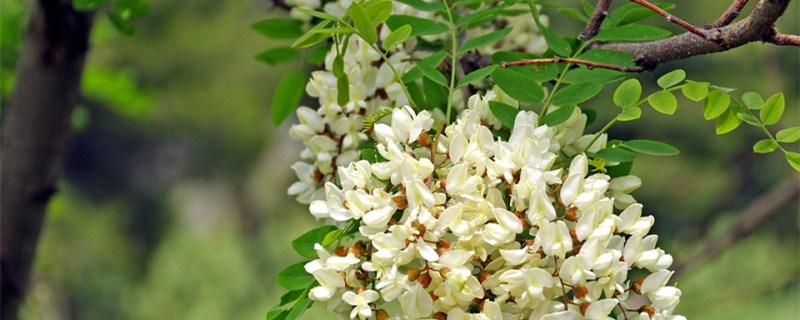 槐米是什么树