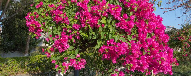 三角梅什么时候嫁接