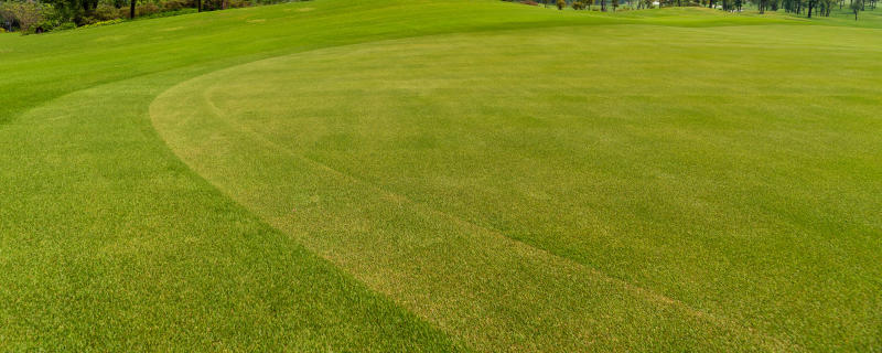 铺草皮种植注意事项