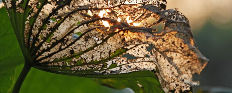 青枯病用什么农药