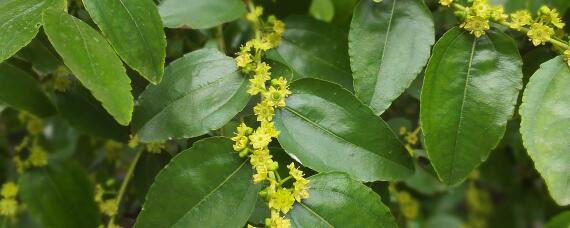 枣树花期喷什么农药