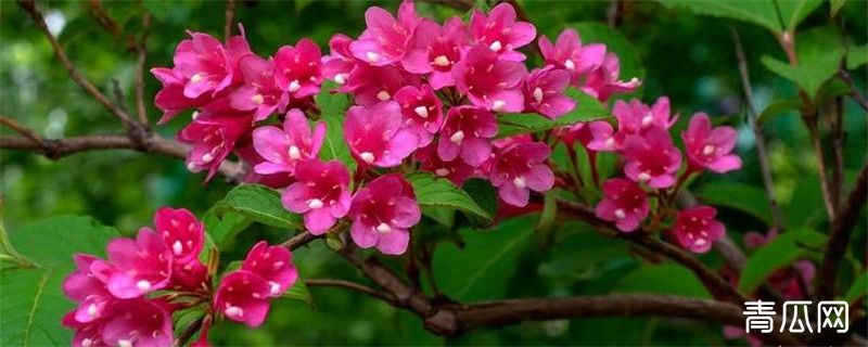 锦晃星立冬怎么浇水