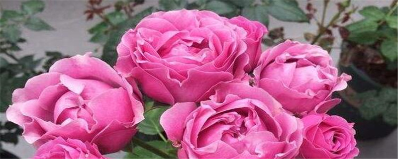 紫雾泡种植及注意事项