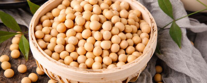 豆子是果实还是种子