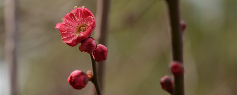 红梅几月开花