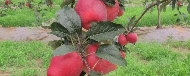 苹果是果实还是种子