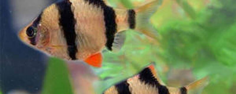 虎皮鱼和什么鱼可以混养