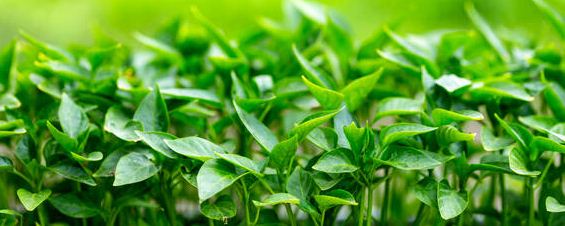 最简单的辣椒催芽方法