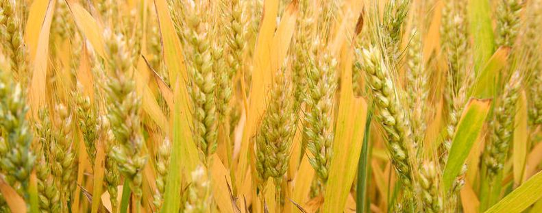 山东的主要粮食作物