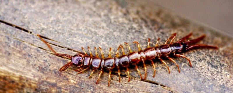 蜈蚣怕什么植物的气味