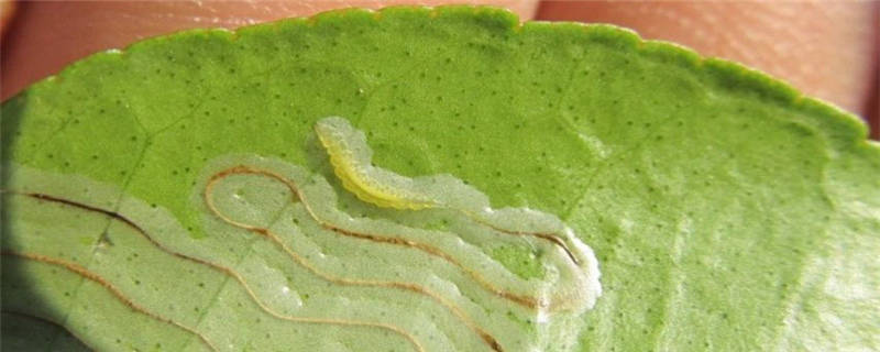 潜叶蛾用什么农药