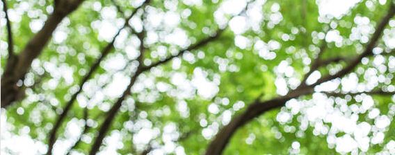 春天什么时候给树浇水