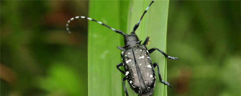 星天牛是益虫还是害虫