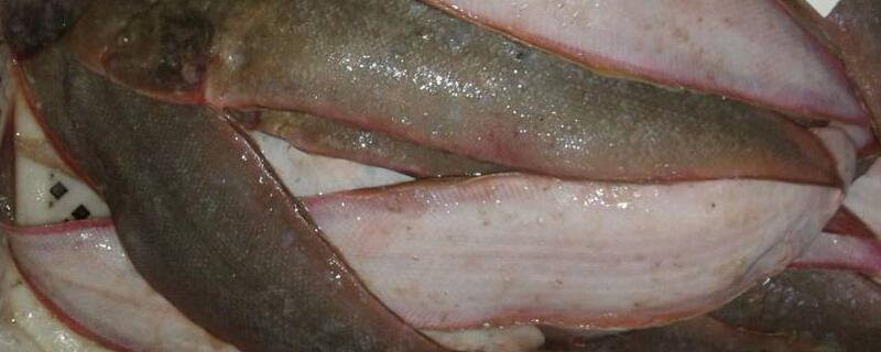 鲽鱼是深海鱼吗