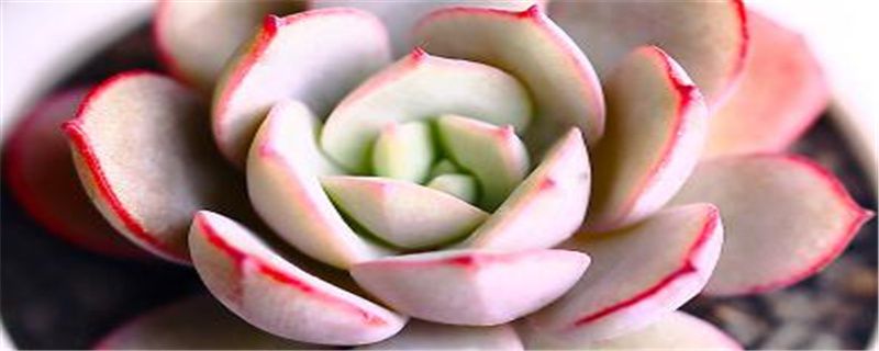 肉肉的种植注意事项