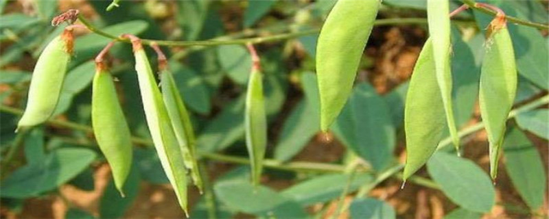 野豌豆种植注意事项