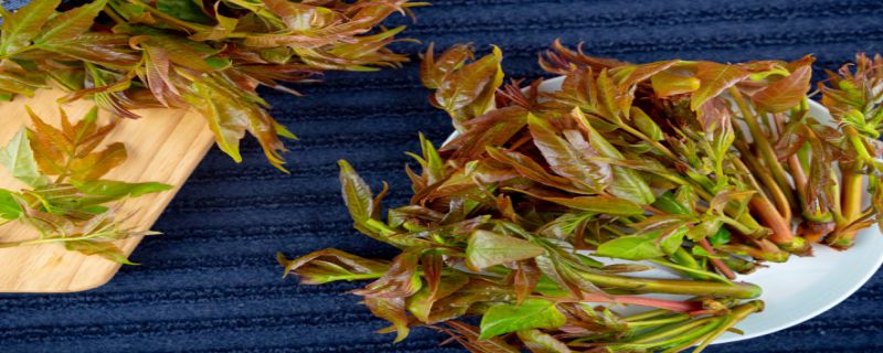 菜椿和香椿的区别