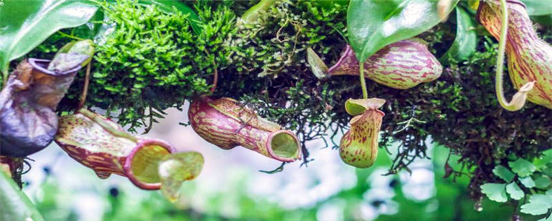 热带猪笼草是什么植物