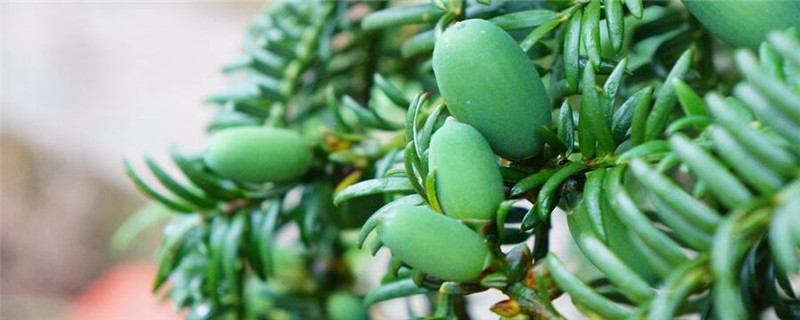 香榧种植技术