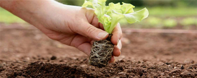 滨海植物种植注意事项