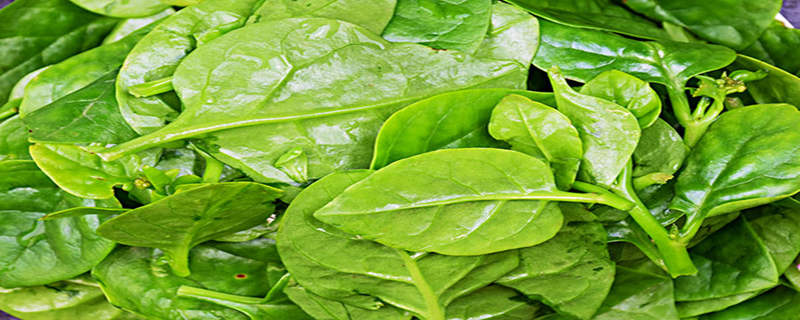 木耳菜种植方法扦插