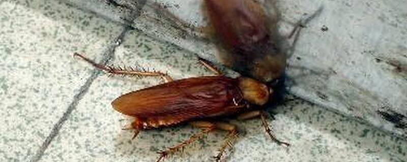 蟑螂臭虫怕什么气味