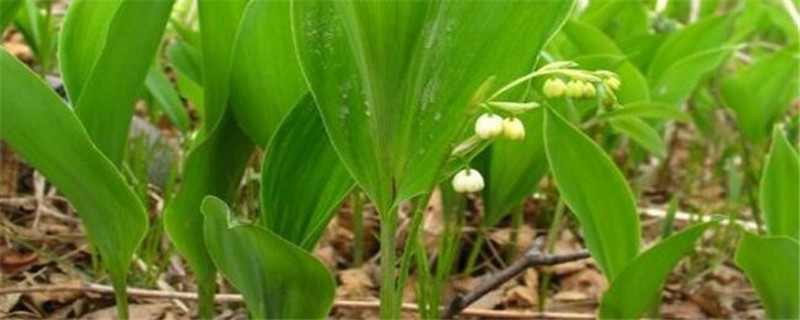 铃兰的种植注意事项