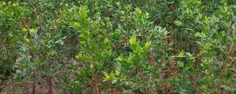 细叶榕种植注意事项