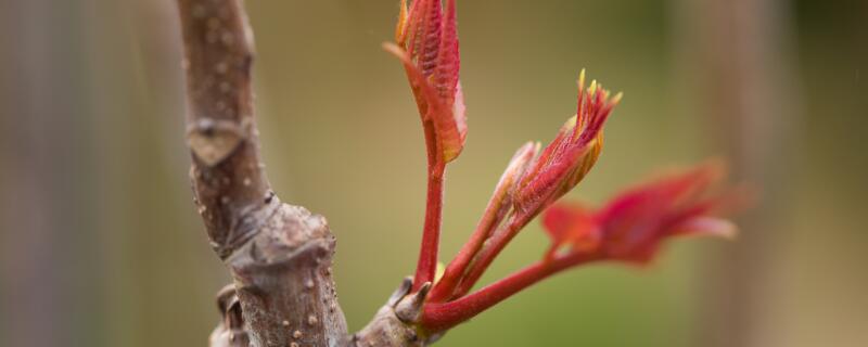 香椿树怎么施肥